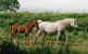 micornoachadenn01.jpg (2130 octets)
