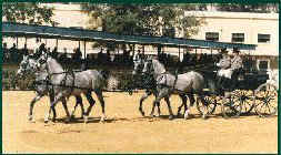 4 fils Garbo atteles