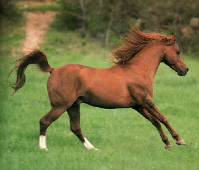 Abulbeka1.jpg (25441 octets)