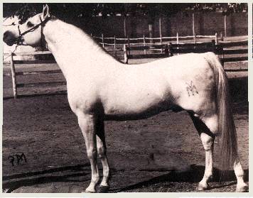Galero_.jpg (22595 octets)