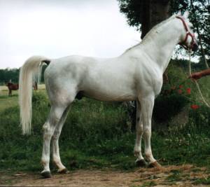 Haliknoa01.jpg (13658 octets)