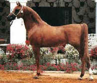 Heleno.jpg (28447 octets)