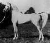 Naseem.gif (18656 octets)