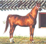 Zancudo