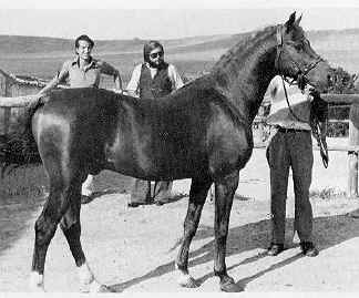 Zancudo