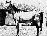 Fianza1.jpg (22988 octets)