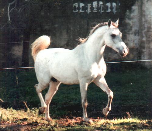 gualomaya002.jpg (34921 octets)
