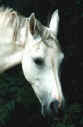 Mehari004.jpg (13186 octets)