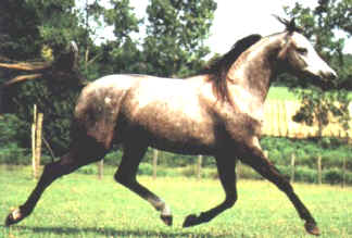 mehari101.jpg (31800 octets)