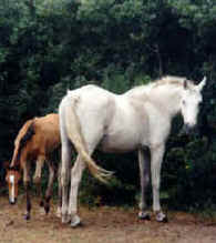 meharimilord.jpg (9384 octets)
