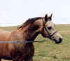 micanolonge1.jpg (2003 octets)