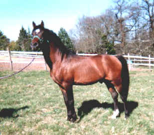 dschahil01.jpg (36787 octets)