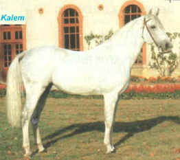 kalem901.jpg (22232 octets)