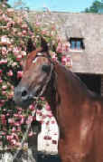 Bogdan089901.jpg (15683 octets)