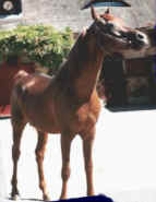 Bogdan089905.jpg (13567 octets)