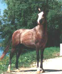Calebsha01.jpg (10405 octets)