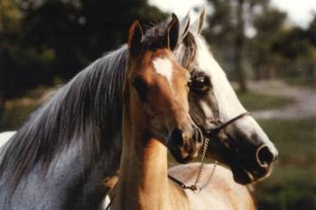 Faridafabu002.jpg (13019 octets)