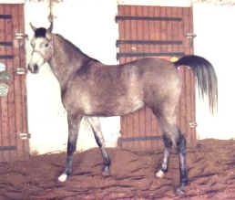 Idoki01.jpg (21662 octets)